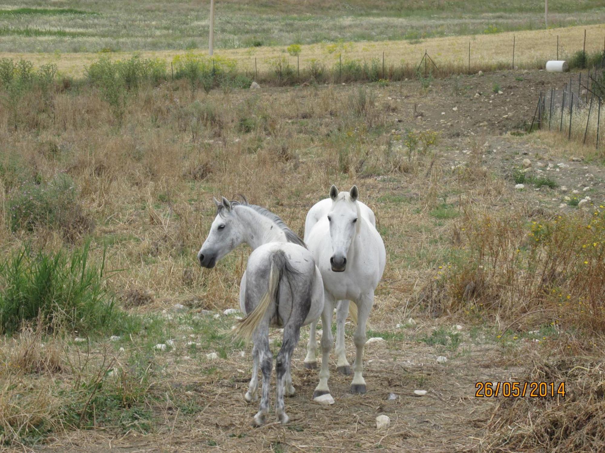 Agriturismo Reggia Saracena Agrigento Eksteriør bilde
